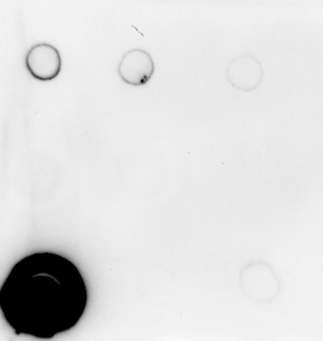 Human APRIL/TNFSF13 Antibody MAB8843