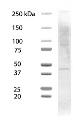 beta-Actin Antibody (8H10D10) [HRP] NBP1-47423H