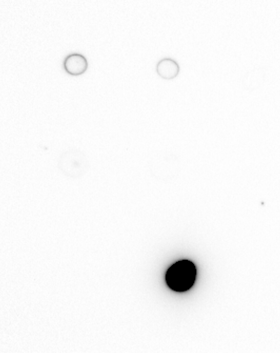Human APRIL/TNFSF13 Antibody AF884