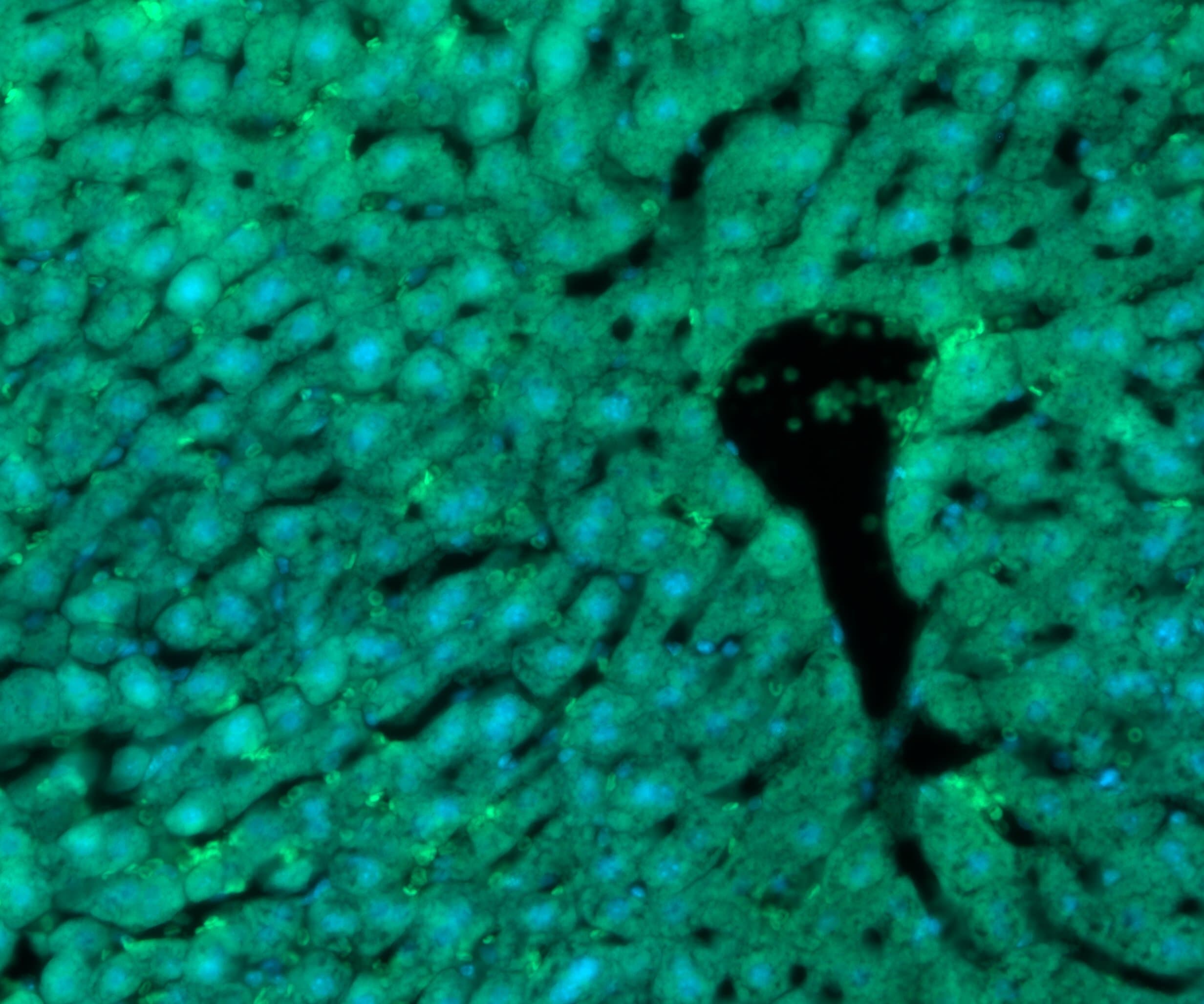 ASGPR1 Antibody (950216) [DyLight 488] FAB4394K