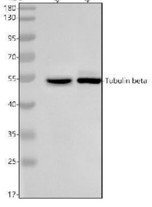beta I Tubulin Antibody - BSA Free NBP2-14885