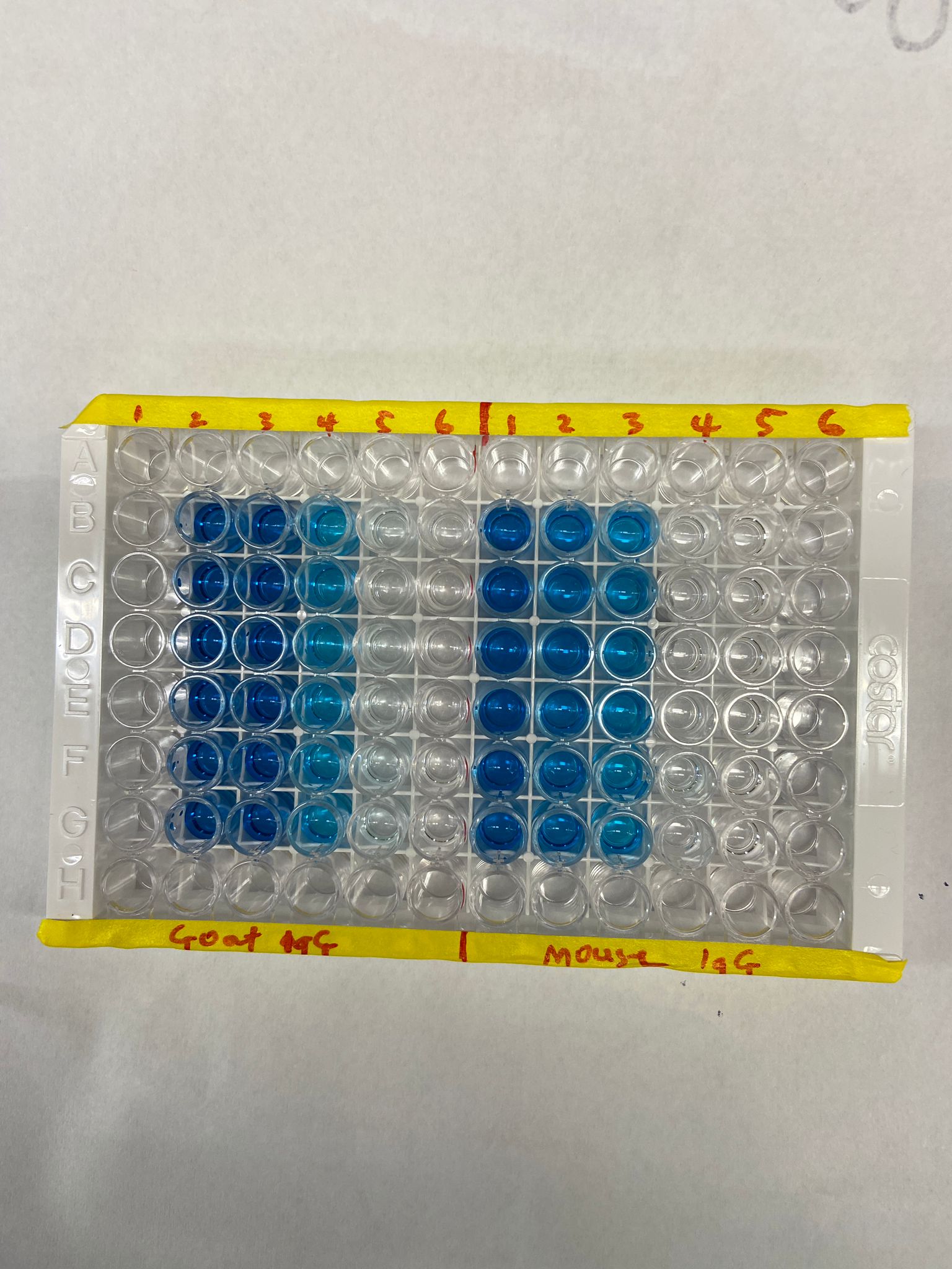 Human BAFF/BLyS/TNFSF13B Antibody MAB1241