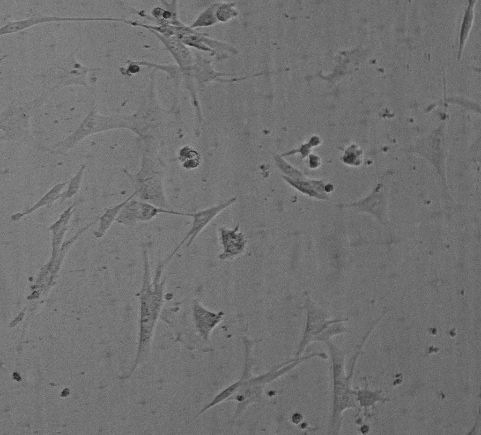 DMSO, sterile filtered 3176