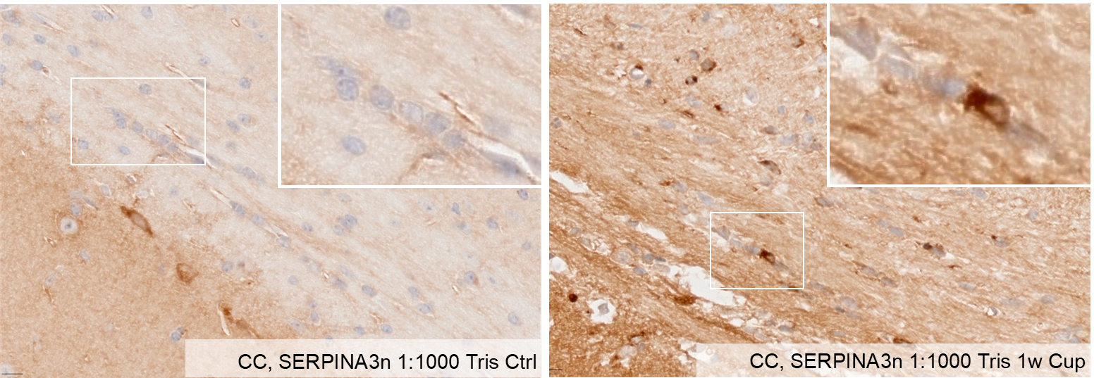 Mouse Serpin A3N Antibody AF4709