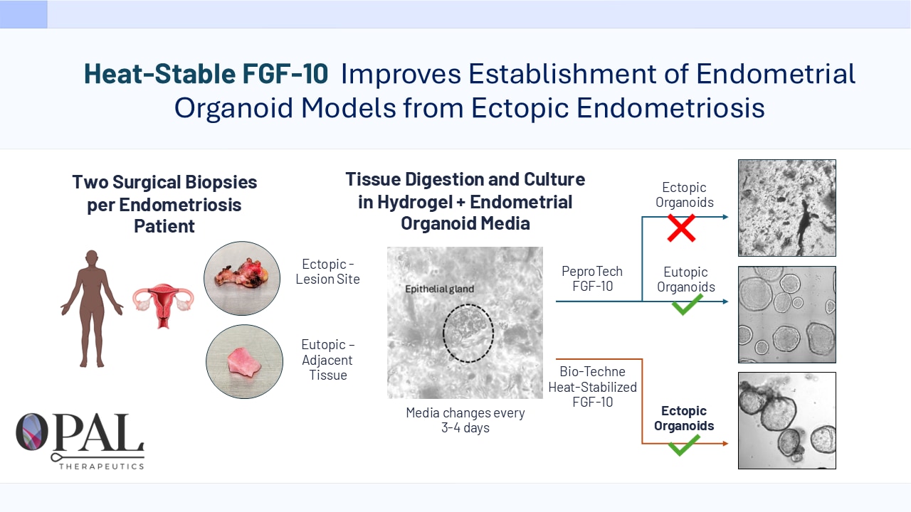 Recombinant Human FGF-10 Heat Stable Protein, CF BT-FGF10HS