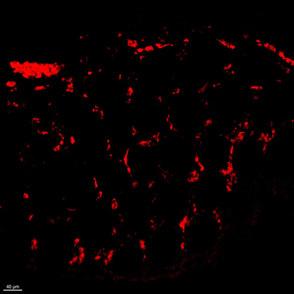 Human CCR9 PE‑conjugated Antibody FAB179P