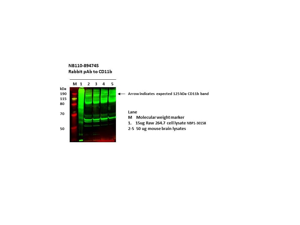 CD11b Antibody - BSA Free NB110-89474