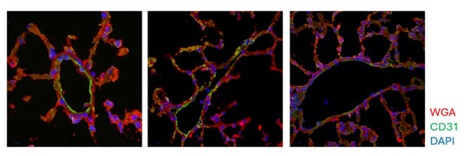 Human/Mouse/Rat CD31/PECAM‑1 Antibody AF3628