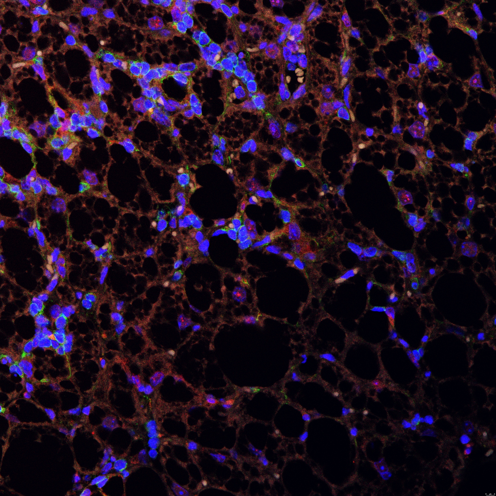 Mouse CD3 Antibody (17A2) MAB4841