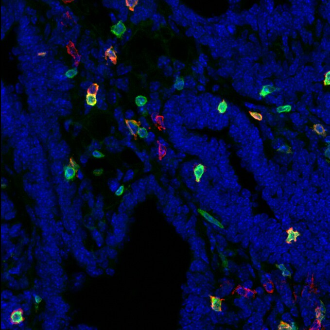 Mouse CD69 Antibody AF2386