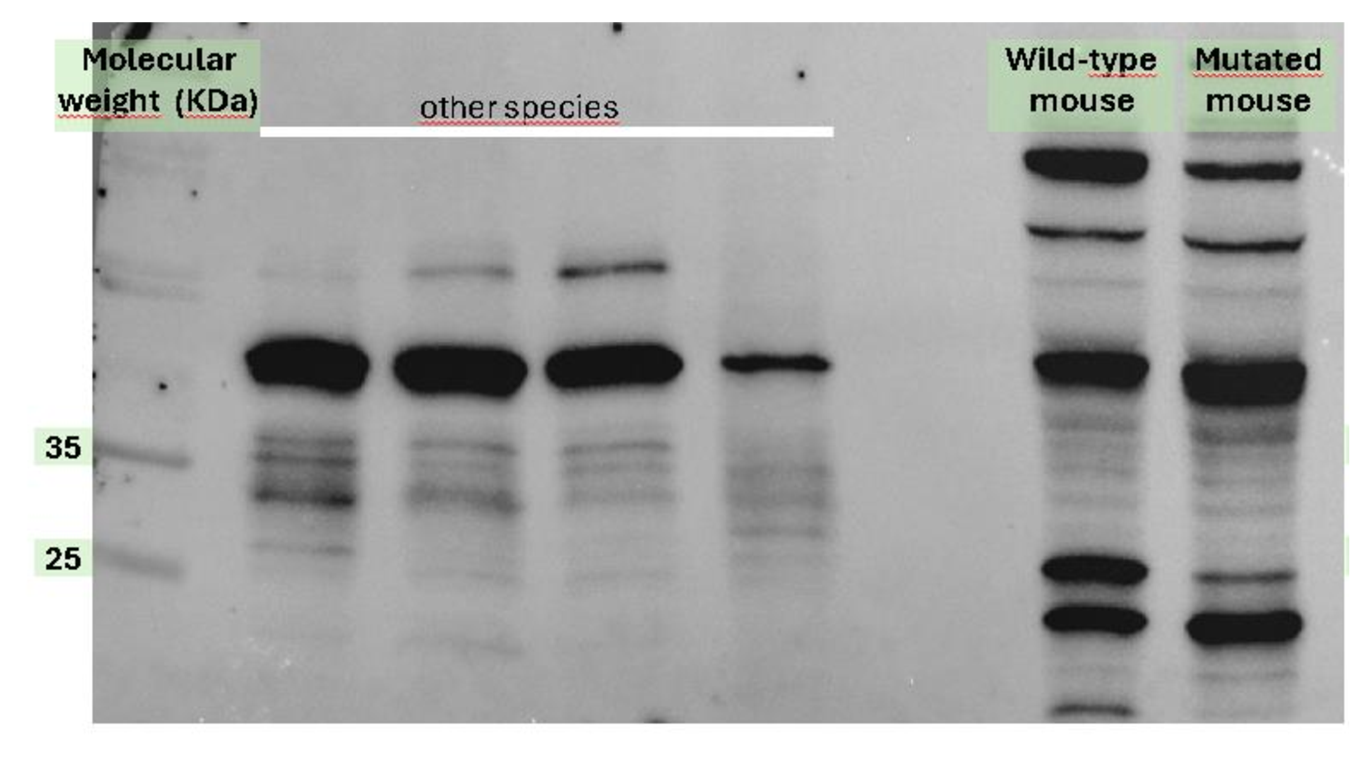 COQ5 Antibody - BSA Free NBP2-13859