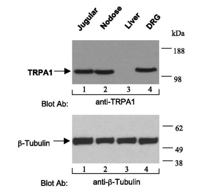 TRPA1 Antibody (6G8) - Azide and BSA Free H00008989-M03