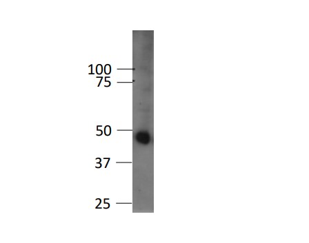 GSK-3 beta Antibody (3D10) - BSA Free NBP1-47470