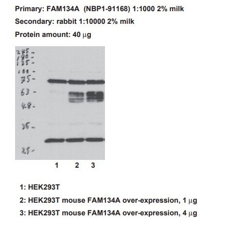 FAM134A Antibody - BSA Free NBP1-91168