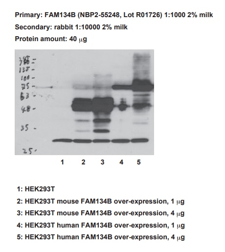 FAM134B Antibody - BSA Free NBP2-55248