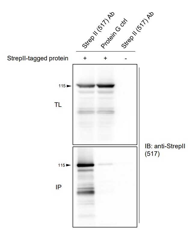 Strep II Tag Antibody (517) - Azide and BSA Free NBP2-43735