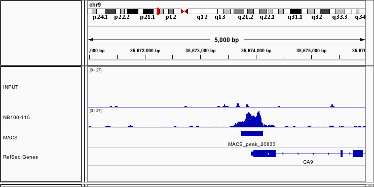 ARNT/HIF-1 beta Antibody - BSA Free NB100-110