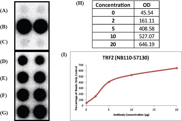 TRF-2 Antibody - BSA Free NB110-57130