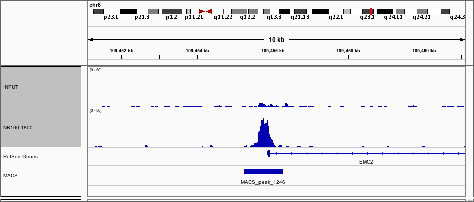 DEC1 Antibody - BSA Free NB100-1800
