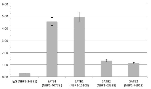 SATB2 Antibody - BSA Free NBP1-76912