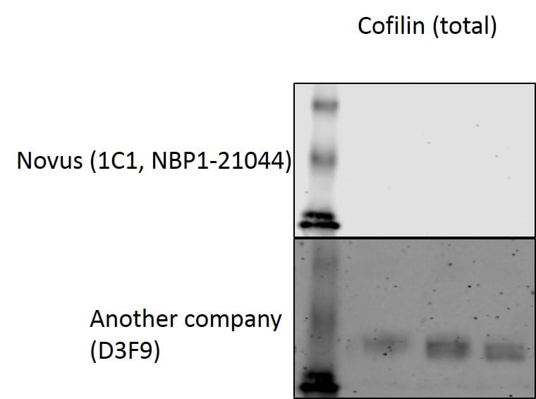Cofilin Antibody (1C1) - BSA Free NBP1-21044