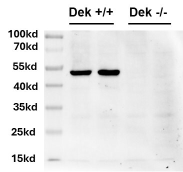 DEK Antibody - BSA Free NBP2-38834