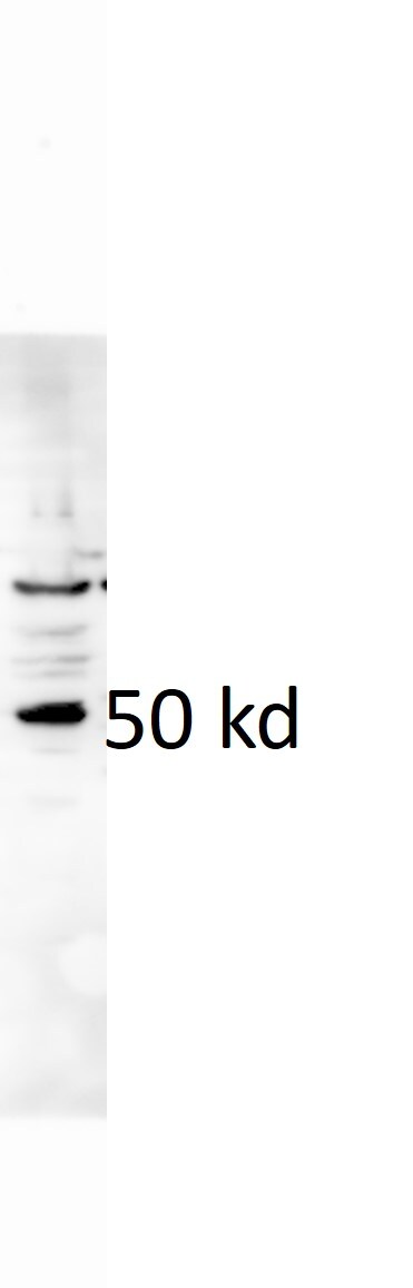 E2F3 Antibody - BSA Free NBP1-80295
