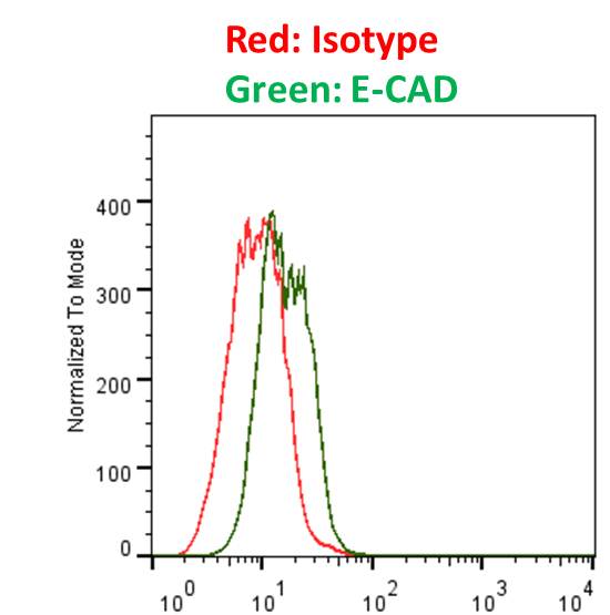 E-Cadherin Antibody (7H12) NBP2-19051