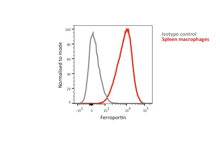 Ferroportin/SLC40A1 Antibody [Alexa Fluor® 700] NBP1-21502AF700