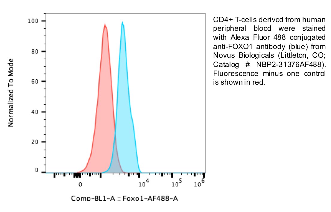 FoxO1/FKHR Antibody (83N7F8) [Alexa Fluor® 488] NBP2-31376AF488