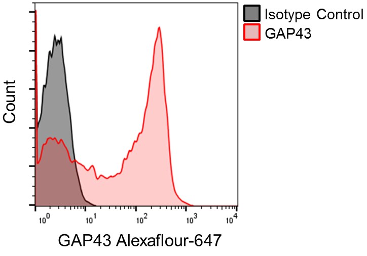 GAP-43 Antibody (1E3) [Alexa Fluor® 647] NBP1-92713AF647