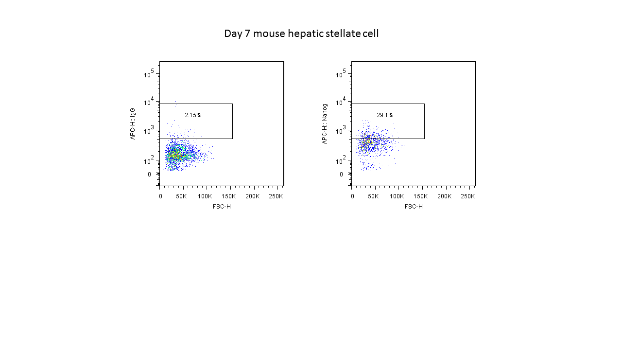 Nanog Antibody - BSA Free NB100-588