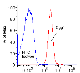OGG1 Antibody - BSA Free NB100-106