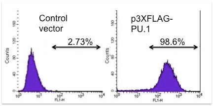 PU.1/Spi-1 Antibody NBP1-00135