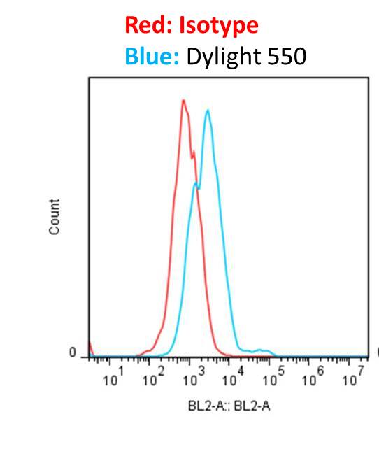 Donkey anti-Rabbit IgG (H+L) Secondary Antibody [DyLight 550] (Pre-adsorbed) NBP1-75636