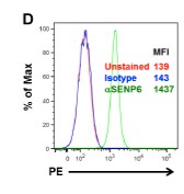SENP6 Antibody (4B7) - Azide and BSA Free H00026054-M01