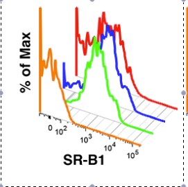 SR-BI Antibody [DyLight 550] NB400-104R