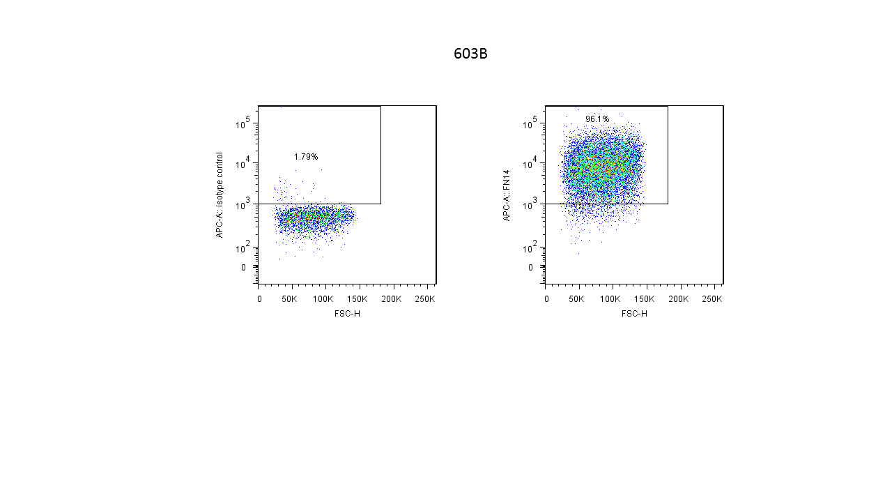 TWEAK R/TNFRSF12 Antibody (ITEM-4) [Biotin] NBP1-43483