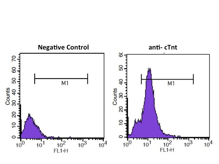 Troponin I Type 3 (cardiac) Antibody (19C7cc) - BSA Free NB110-2546