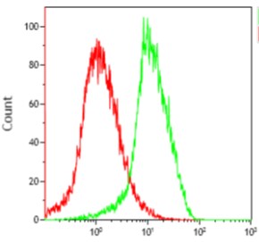 Human/Mouse SOX2 Alexa Fluor® 488‑conjugated Antibody IC2018G