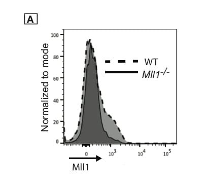 KMT2A/MLL Antibody - BSA Free NB600-256