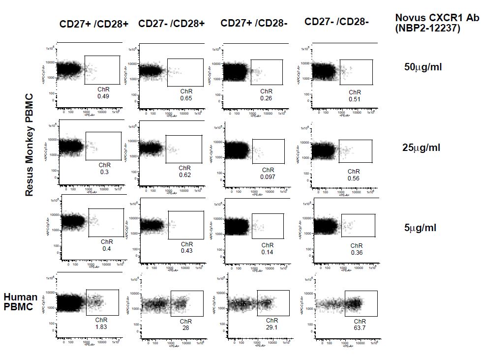 CXCR1/IL-8RA Antibody (MM0221-7D22) - Azide and BSA Free NBP2-12237