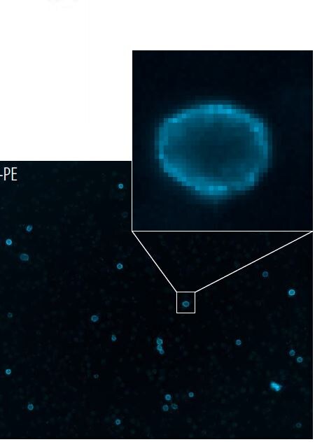 CD20 Antibody (B9E9) [PE] NBP2-34559PE