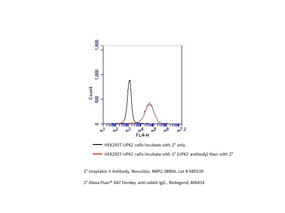 Uroplakin II Antibody - BSA Free NBP2-38904