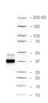 GAPDH Antibody - BSA Free NB100-56875