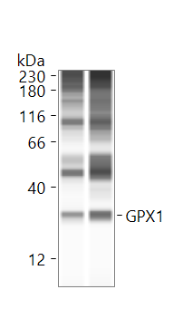 Human/Mouse/Rat Glutathione Peroxidase 1/GPX1 Antibody AF3798