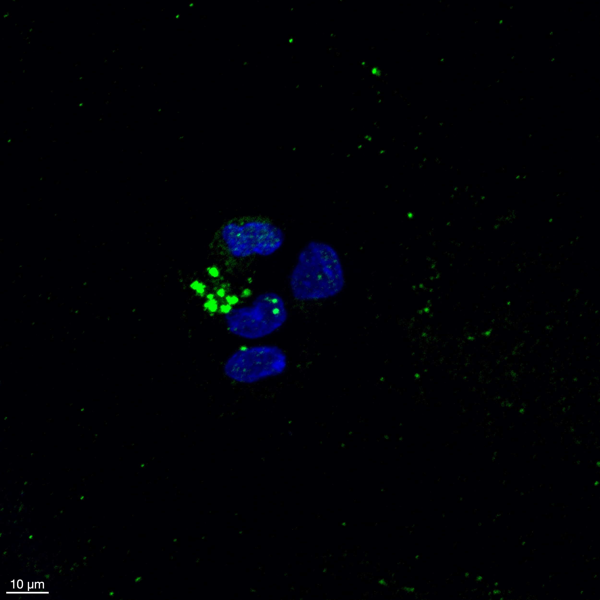 Human Galectin‑9 Antibody AF2045