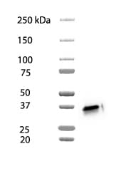Rabbit IgG Horseradish Peroxidase-conjugated Antibody HAF008