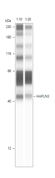 HAPLN3 Antibody - BSA Free NBP1-83945