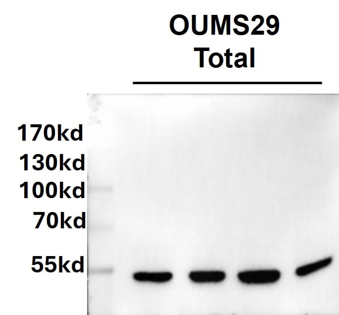 HNF-3 alpha/FoxA1 Antibody (3B11NB) - BSA Free NBP2-45269